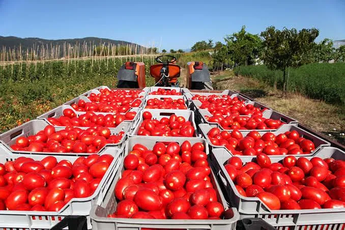 México rechaza cuota del 17% al tomate fresco por injusta
