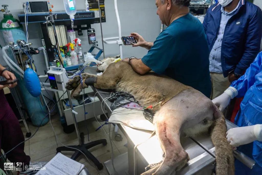 Puma rescatado en Pátzcuaro muere en zoológico de Morelia tras complicaciones médicas 1