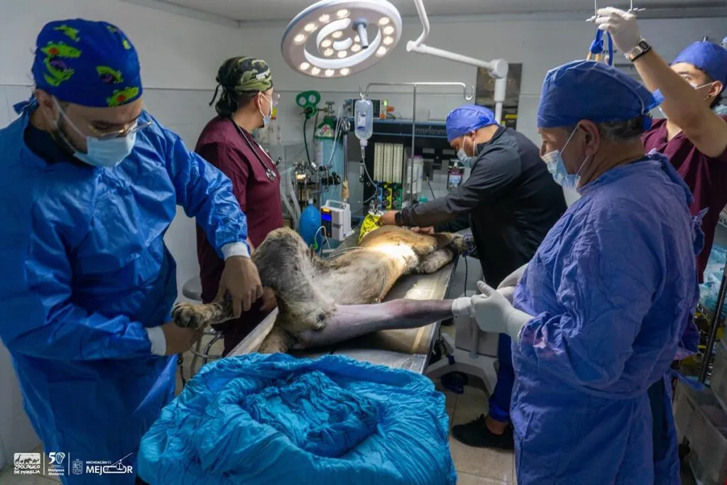 Puma rescatado en Pátzcuaro muere en zoológico de Morelia tras complicaciones médicas