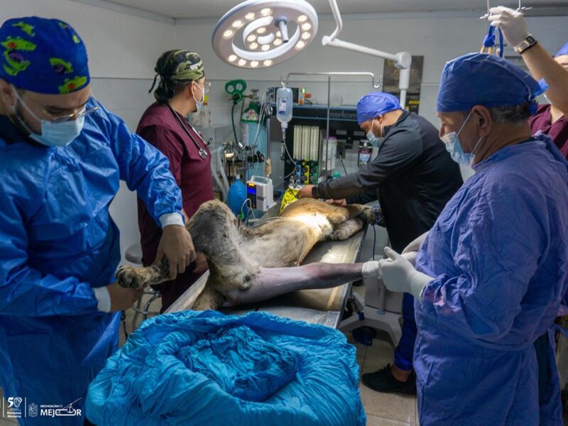 Puma rescatado en Pátzcuaro muere en zoológico de Morelia tras complicaciones médicas