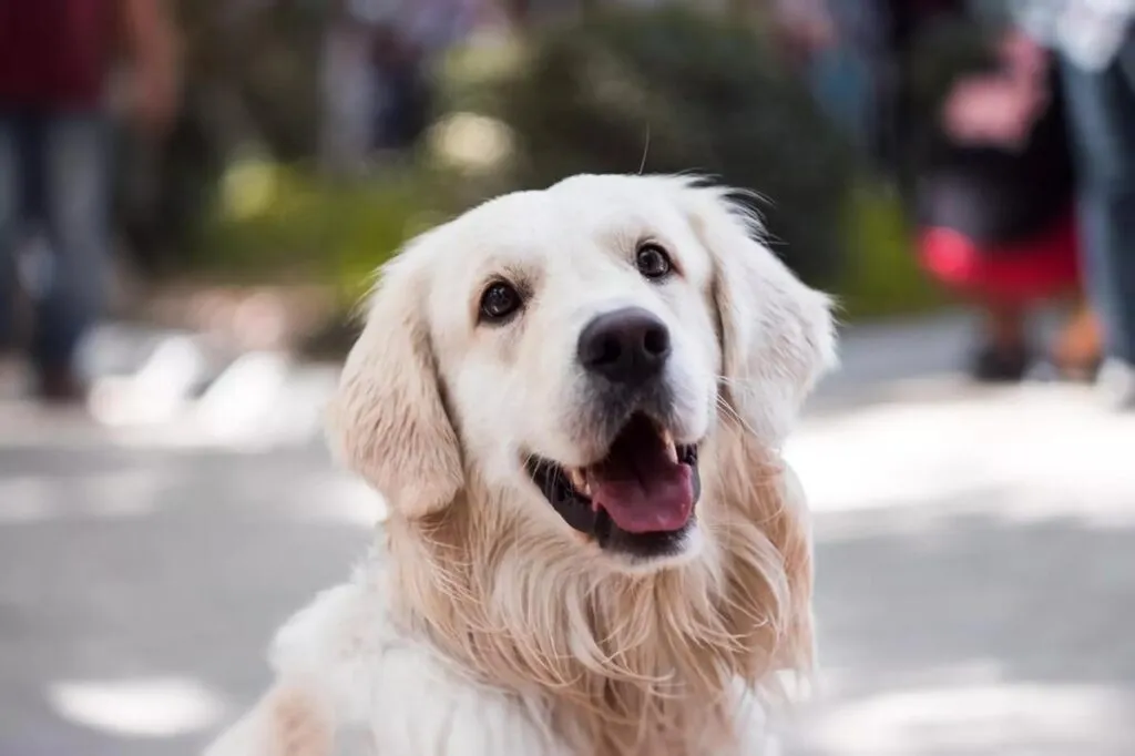 Reflexión sobre abandono en día mundial del perro