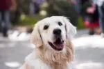 Día Mundial del Perro: asociaciones llaman a reflexionar sobre abandono y maltrato animal