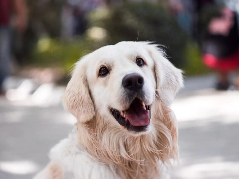 Reflexión sobre abandono en día mundial del perro