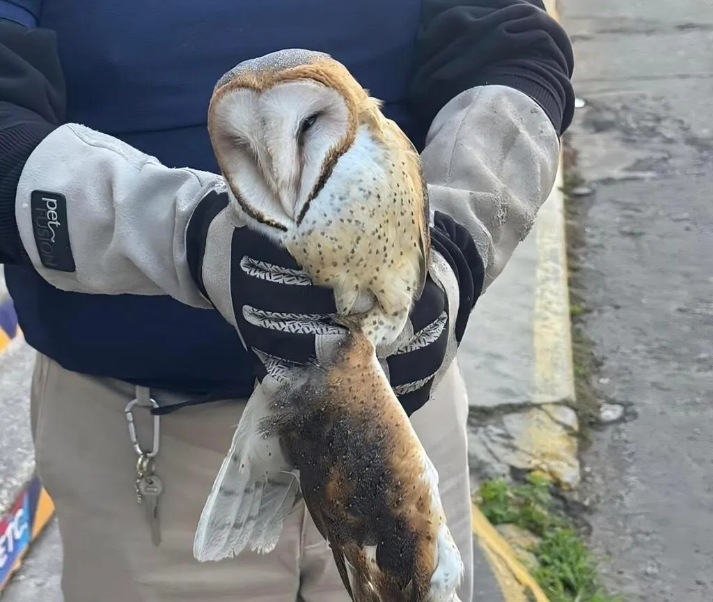 Rescatan a una Lechuza bruja en Zamora 1