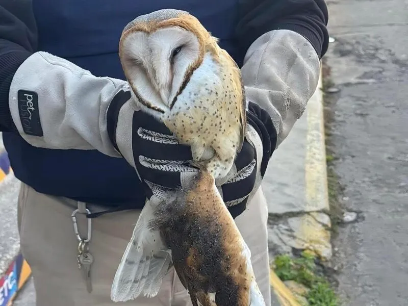 Rescatan a una Lechuza bruja en Zamora 1