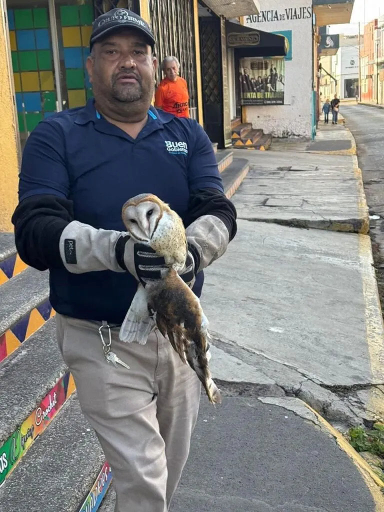 Rescatan a una Lechuza bruja en Zamora 2