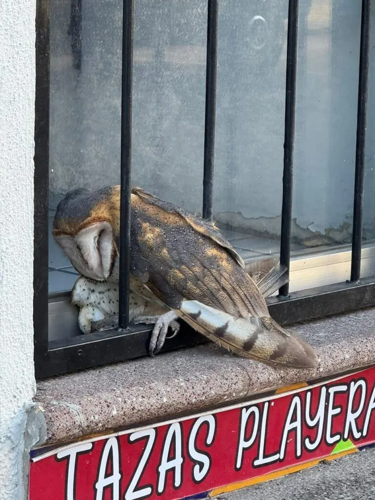 Rescatan a una Lechuza bruja en Zamora