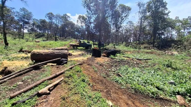 SSP asegura predio con más de 34 mil m³ afectados por tala ilegal en Uruapan