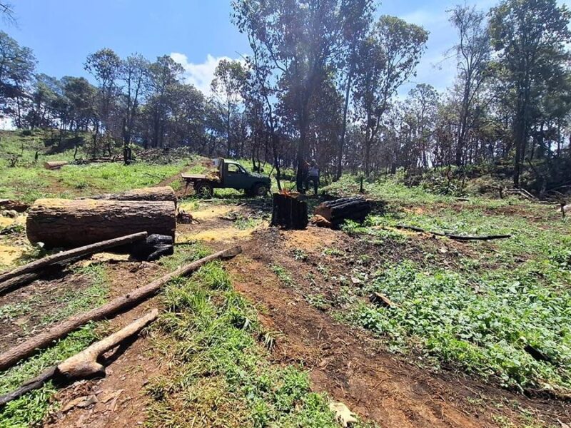 SSP asegura predio con más de 34 mil m³ afectados por tala ilegal en Uruapan