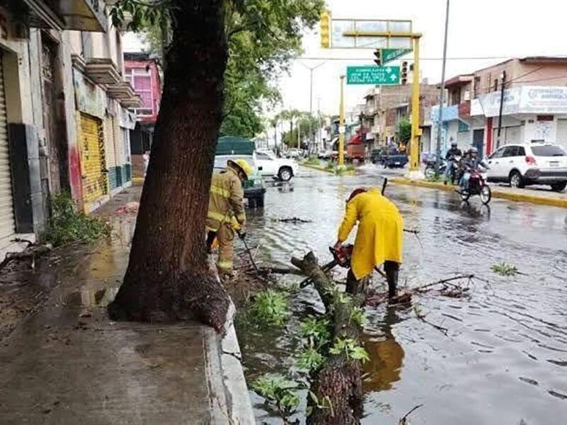 Tormenta en Morelia: rayos, encharcamientos y caída de árboles afectan en 6 zonas