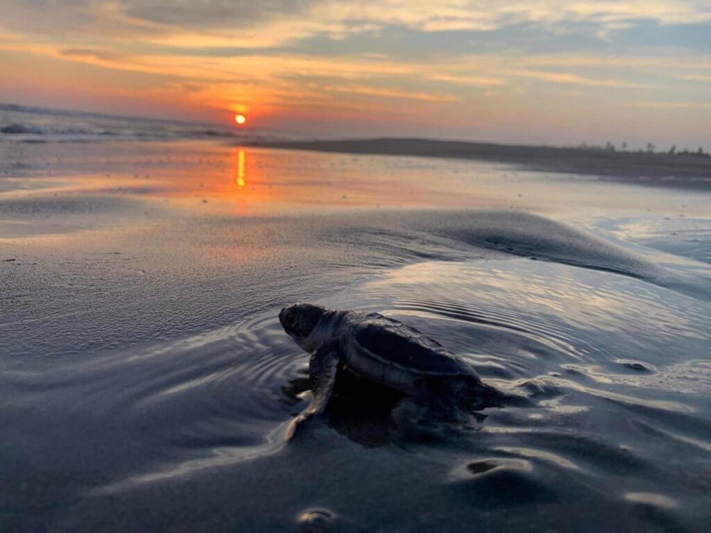 tortugas marinas Michoacán protección y conservación-3