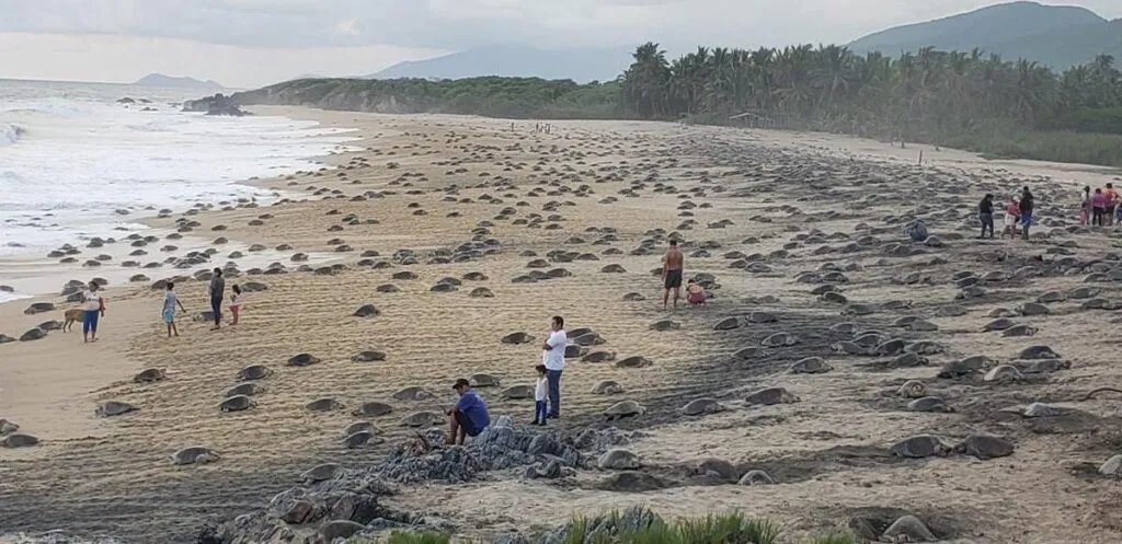 tortugas marinas Michoacán protección y conservación-4