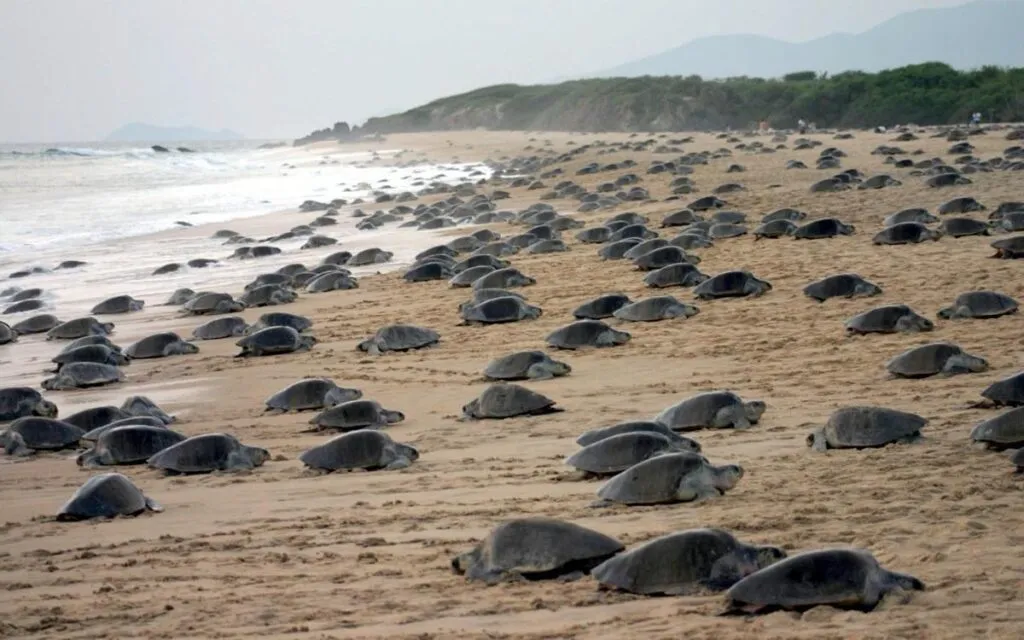 tortugas marinas Michoacán protección y conservación-5