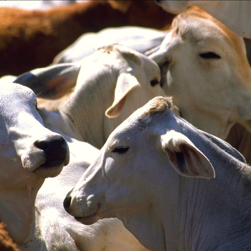 USDA cierra frontera al ganado mexicano por gusano barrenador
