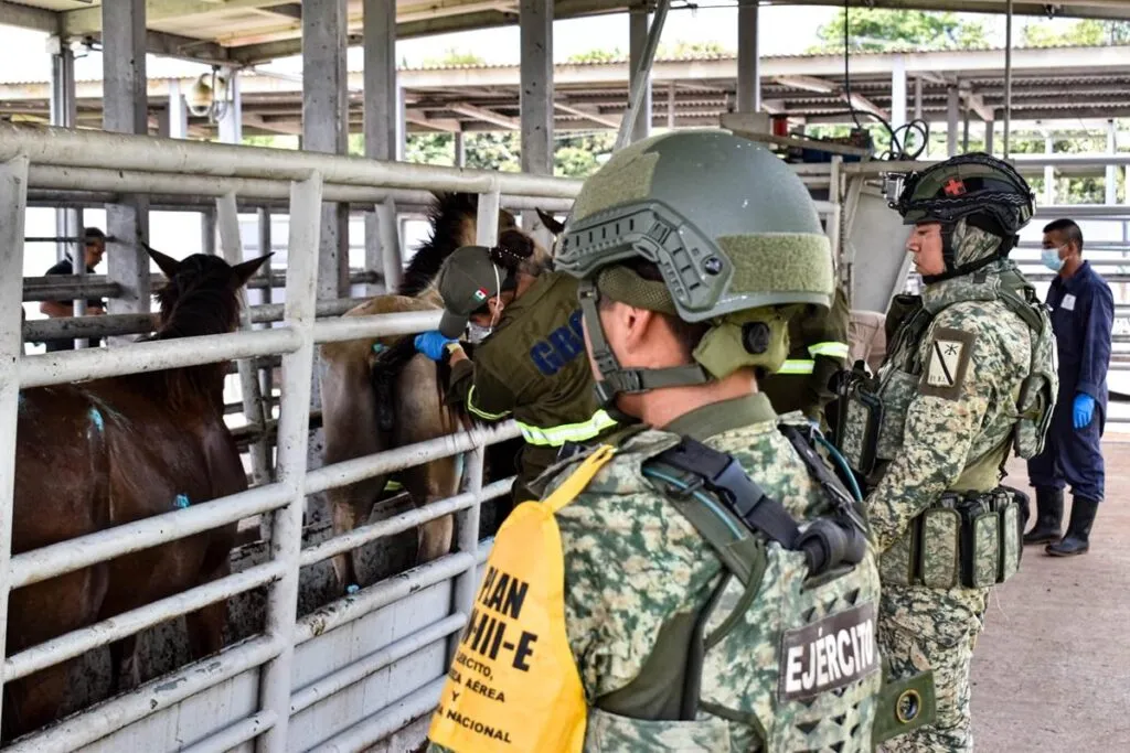 Veracruz suma 40 casos de gusano barrenador en ganado