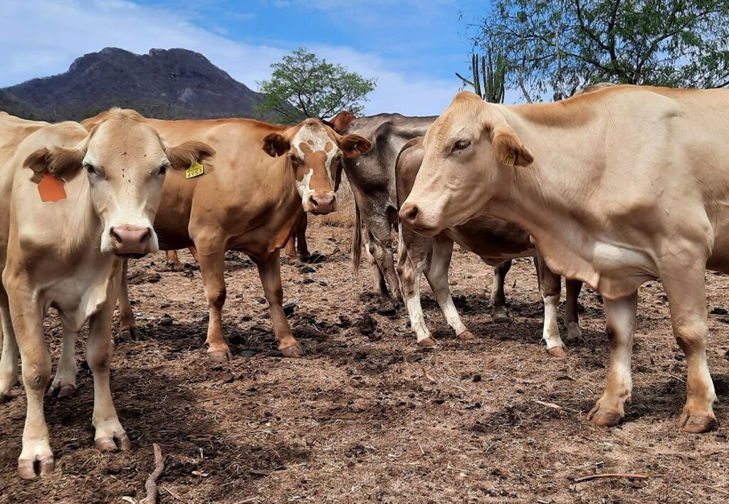 Veracruz suma 40 casos de gusano barrenador en ganado; gobierno afirma que ya están controlados