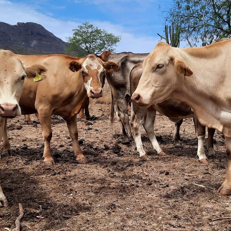 Veracruz controla brote de gusano barrenador en ganado