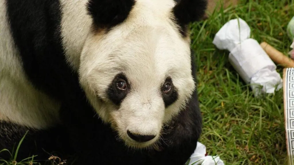Xin Xin, la osa panda Mexicana