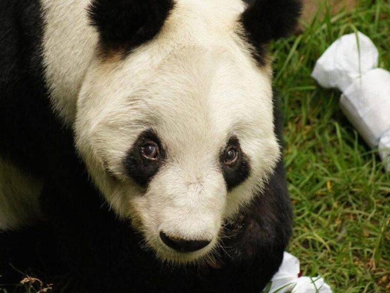 Xin Xin, la osa panda Mexicana