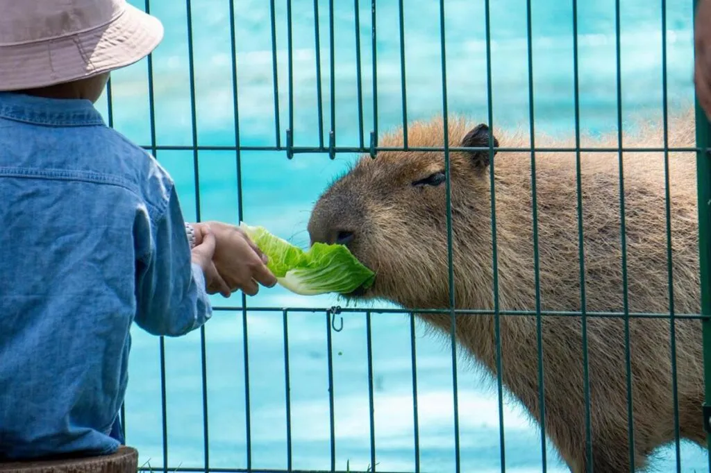 Zoológico de Morelia vive un verano inolvidable; conoce su horario de temporada