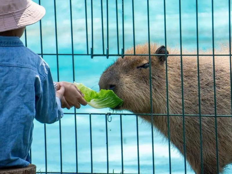 Zoológico de Morelia vive un verano inolvidable; conoce su horario de temporada