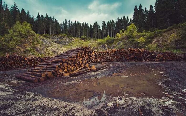 La Comisión Forestal de Michoacán (COFOM) informó que la deforestación en el estado cayó 70% gracias a operativos contra la tala clandestina y el cambio ilegal de uso de suelo