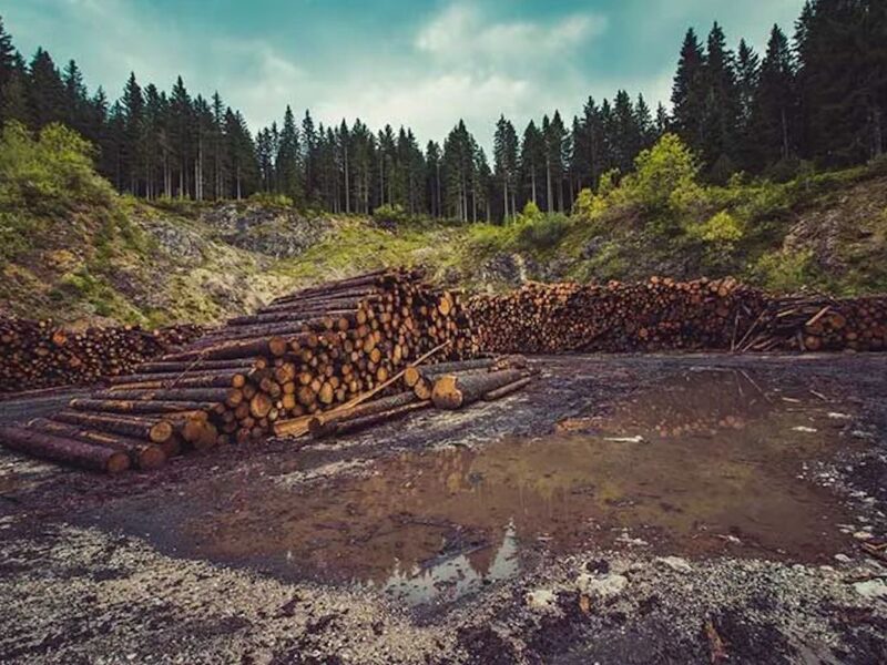 La Comisión Forestal de Michoacán (COFOM) informó que la deforestación en el estado cayó 70% gracias a operativos contra la tala clandestina y el cambio ilegal de uso de suelo