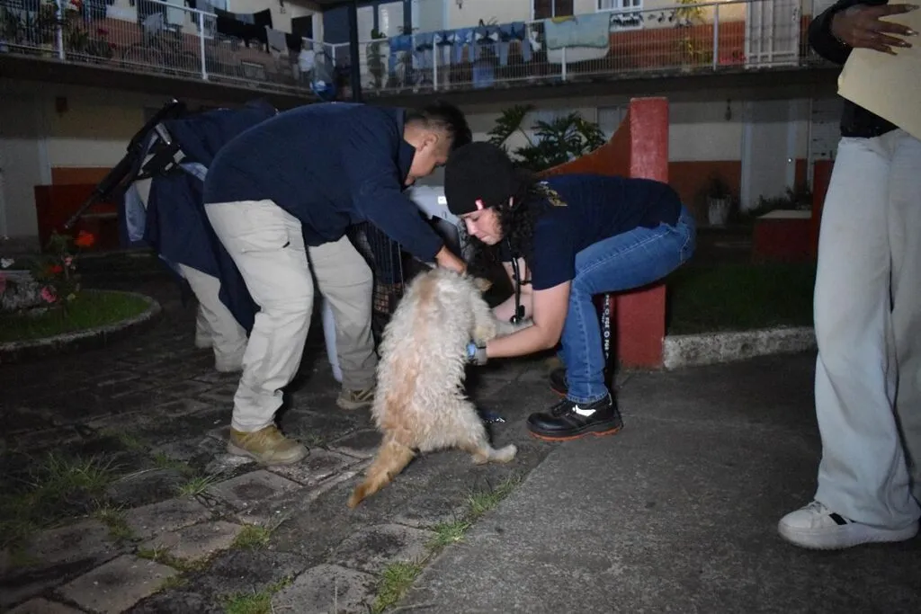 asegura FGE a tres perritos en condiciones de maltrato animal