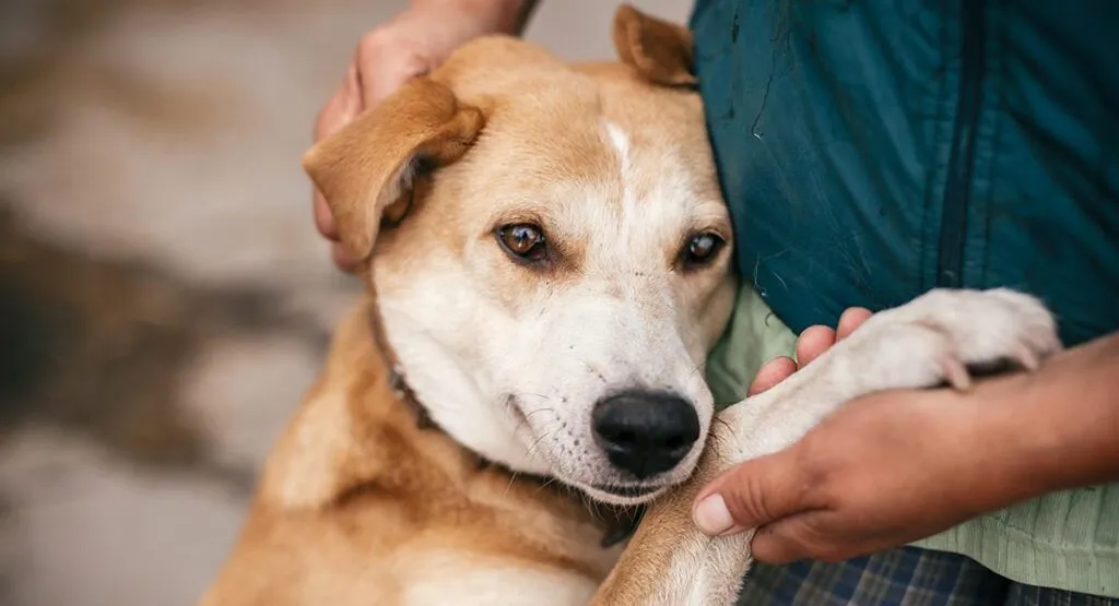 Atoradas en Congreso de Michoacán iniciativas para endurecer penas por maltrato animal