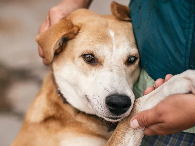 Atoradas en Congreso de Michoacán iniciativas para endurecer penas por maltrato animal