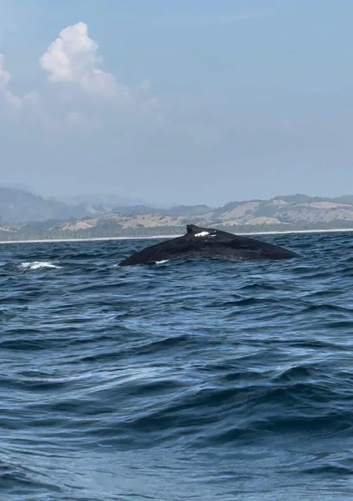 Avistamiento de ballenas en Michoacán será bajo norma oficial de Semarnat