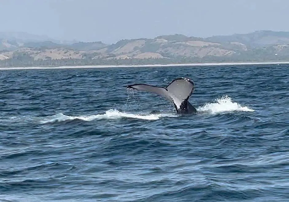 bajo norma oficial de Semarnat será el Avistamiento de ballenas en Michoacán
