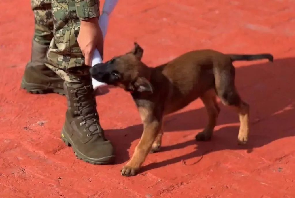 Cachorros de la Marina listos para detectar explosivos en el Mundial 2026