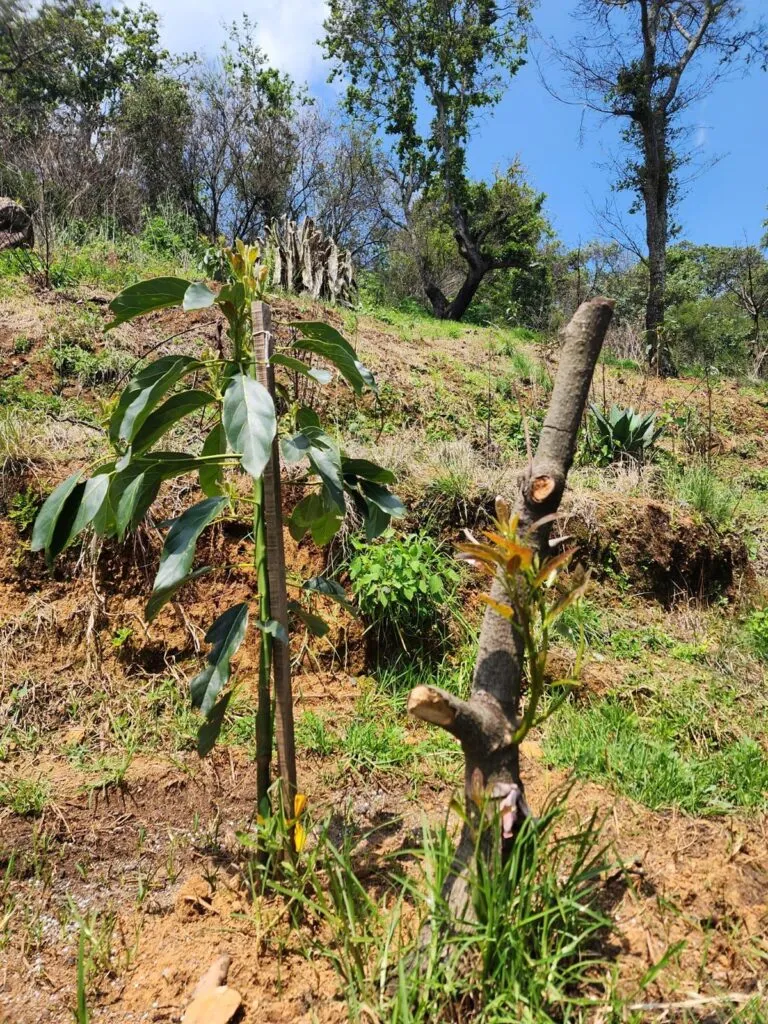 Catean predio relacionado con delitos contra el ambiente en Pátzcuaro
