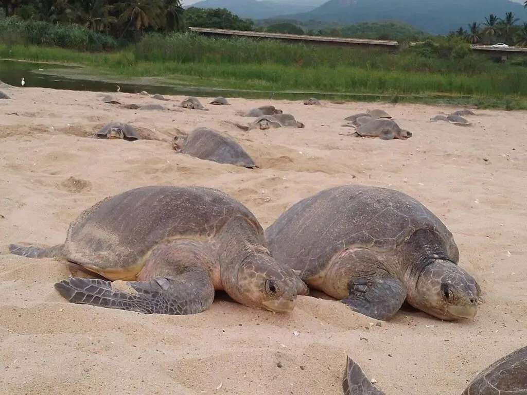 Comienzan arribazones masivas de tortugas marinas en Michoacán
