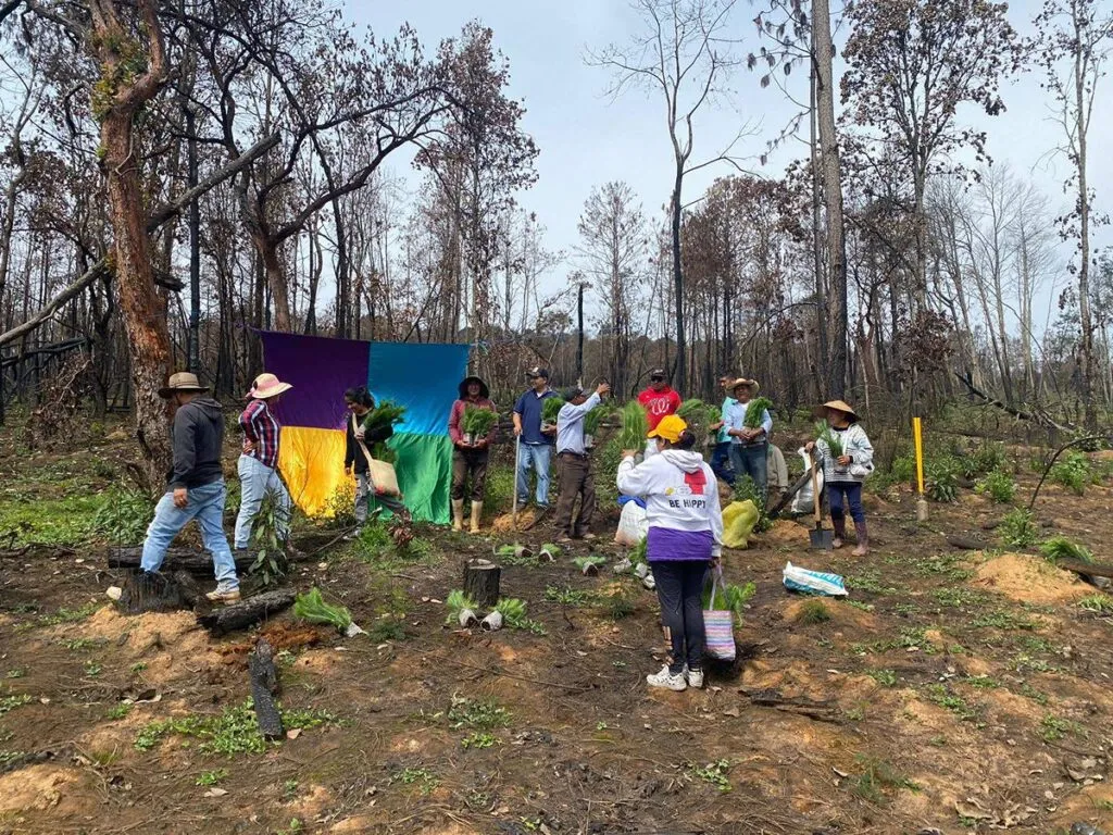 Comunidades indígenas reforestan un millón de árboles en Michoacán-1