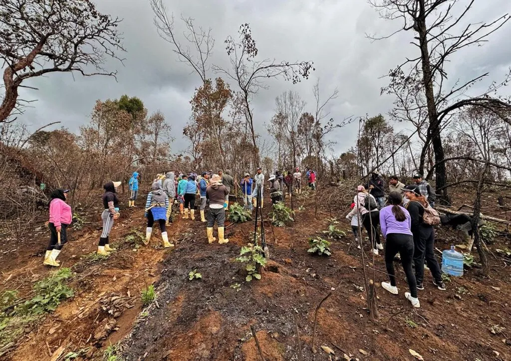 Comunidades indígenas reforestan un millón de árboles en Michoacán