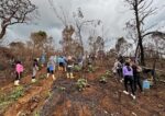 Comunidades indígenas reforestan un millón de árboles en Michoacán