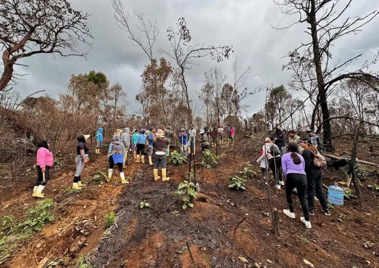 Comunidades indígenas reforestan un millón de árboles en Michoacán