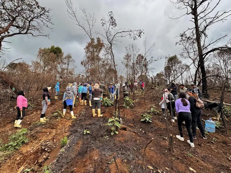Comunidades indígenas reforestan un millón de árboles en Michoacán