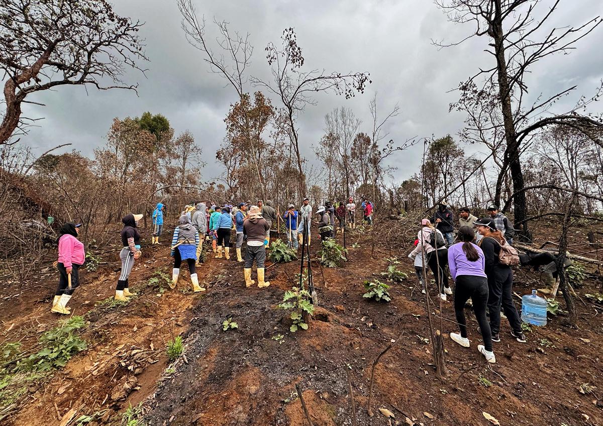 Comunidades indígenas reforestan un millón de árboles en Michoacán