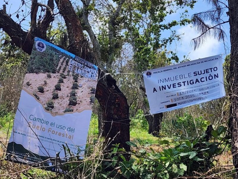 Cumplimenta FGE orden de cateo en predio relacionado con delitos contra el ambiente en Pátzcuaro