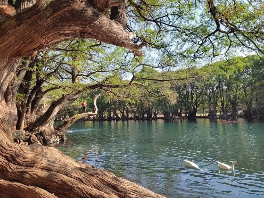 Descubre este verano al lago de Camécuaro, joya natural de Michoacán