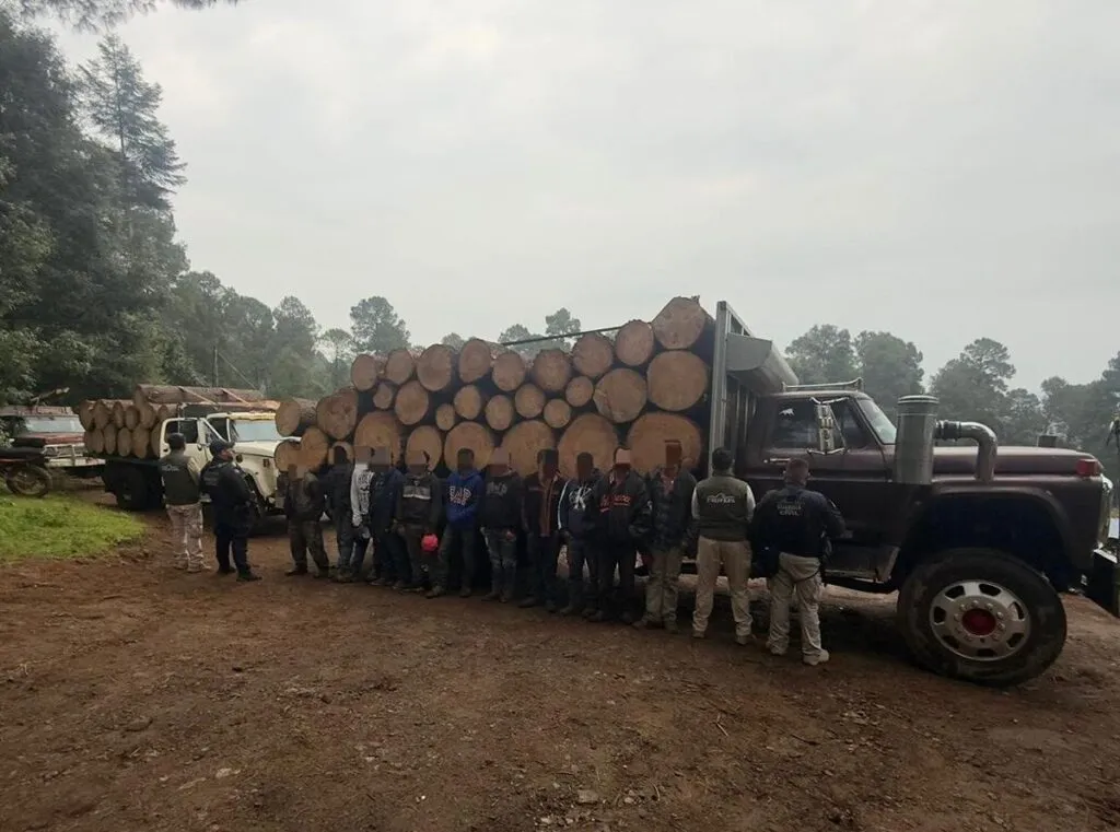 Detenidos en Senguio 10 hombres con rollos de madera ilegal: SSP