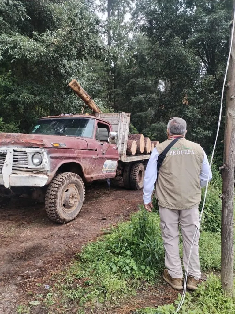 Detenidos en Senguio 10 hombres con rollos de madera ilegal: SSP-2