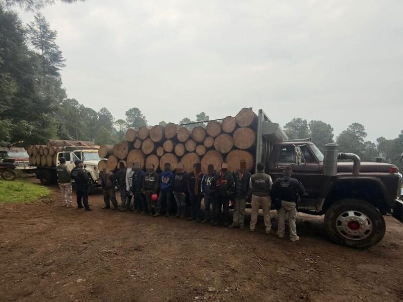 Detenidos en Senguio 10 hombres con rollos de madera ilegal: SSP