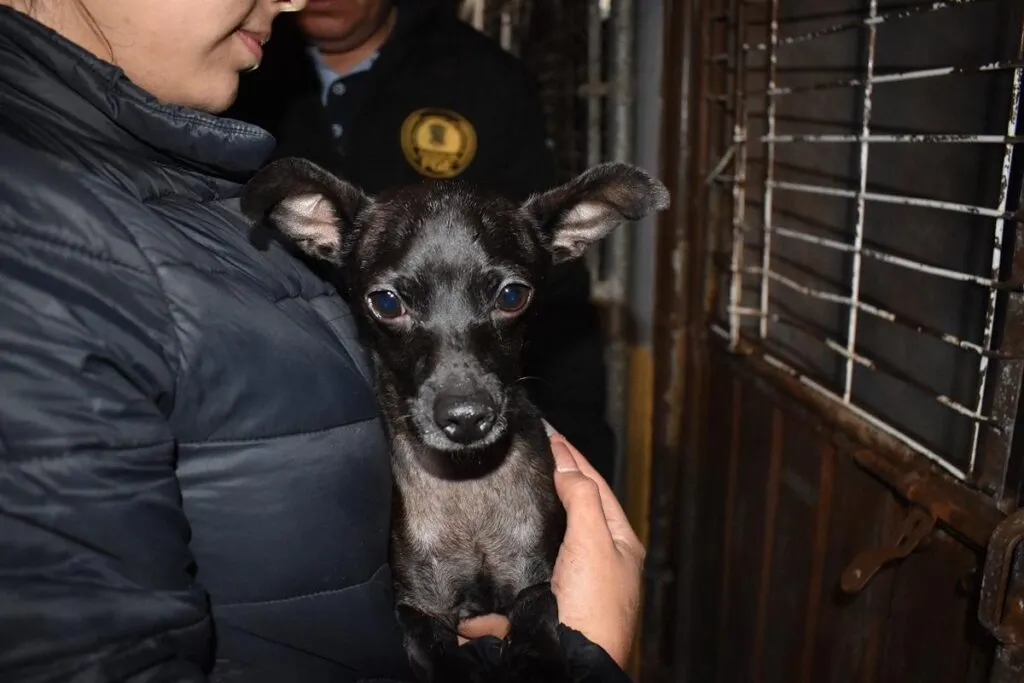 En cateo, asegura FGE a tres perritos en condiciones de maltrato animal
