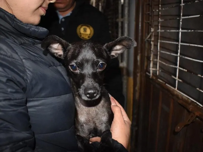 En cateo, asegura FGE a tres perritos en condiciones de maltrato animal