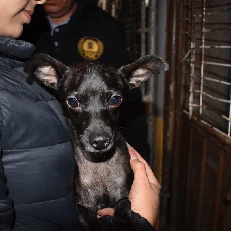 En cateo, asegura FGE a tres perritos en condiciones de maltrato animal