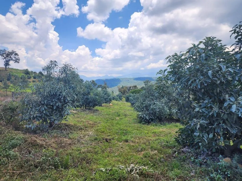 FGE asegura dos predios con plantaciones de aguacate en Zacapu